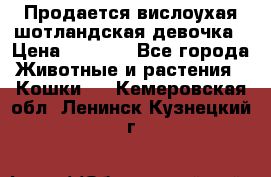 Продается вислоухая шотландская девочка › Цена ­ 8 500 - Все города Животные и растения » Кошки   . Кемеровская обл.,Ленинск-Кузнецкий г.